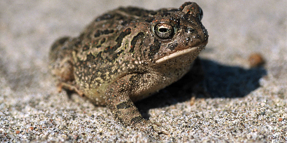 Fowler's toad, endangered, species at risk
