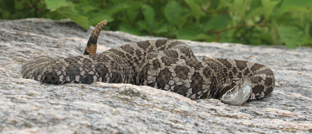 Massasauga rattlesnake on a rock