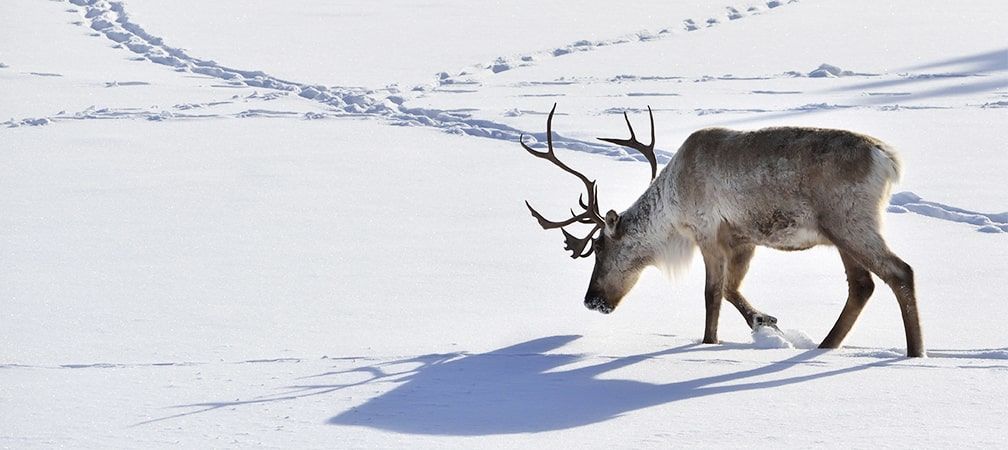 Single caribou tracking through a snowy field