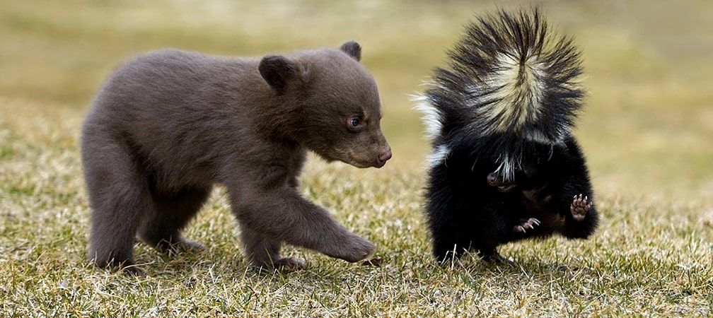 black bear cub frolicking with a skunk
