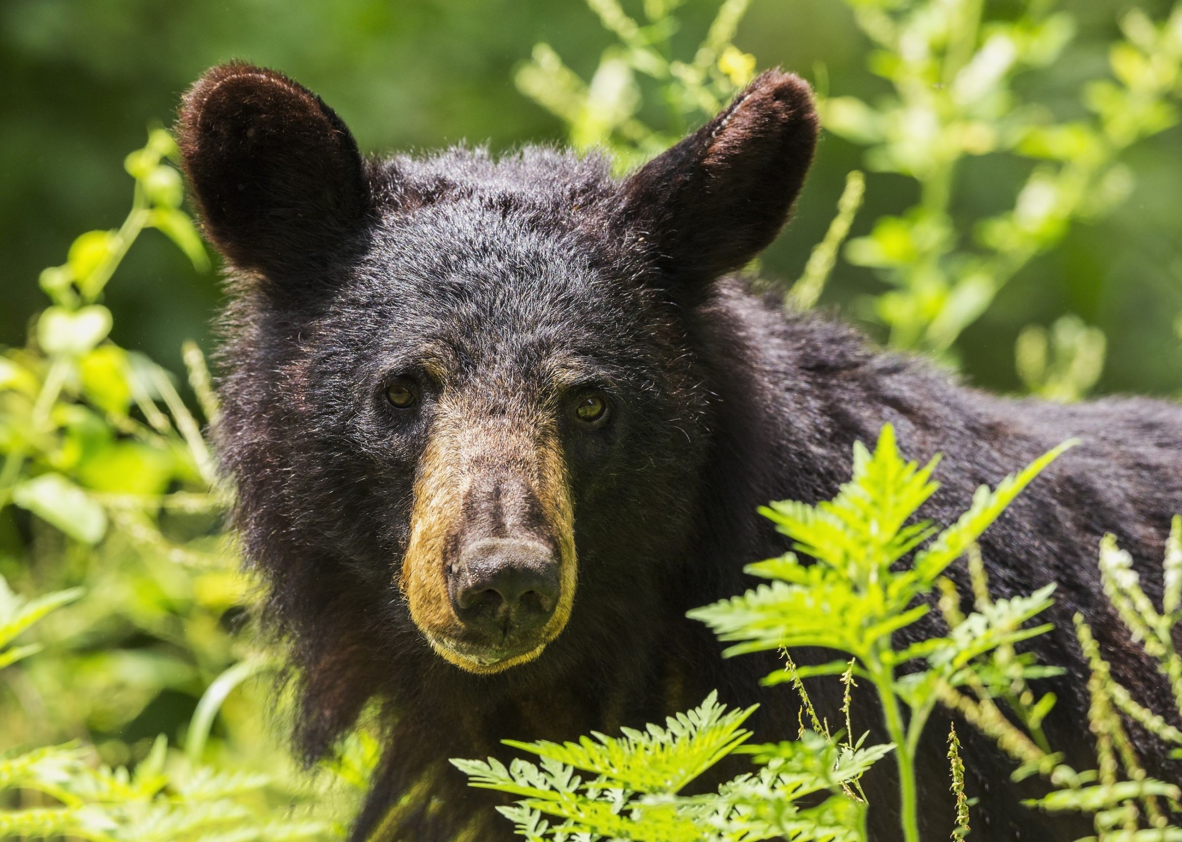 Black Bears Back in the Crosshairs Spring bear hunt Ontario Nature