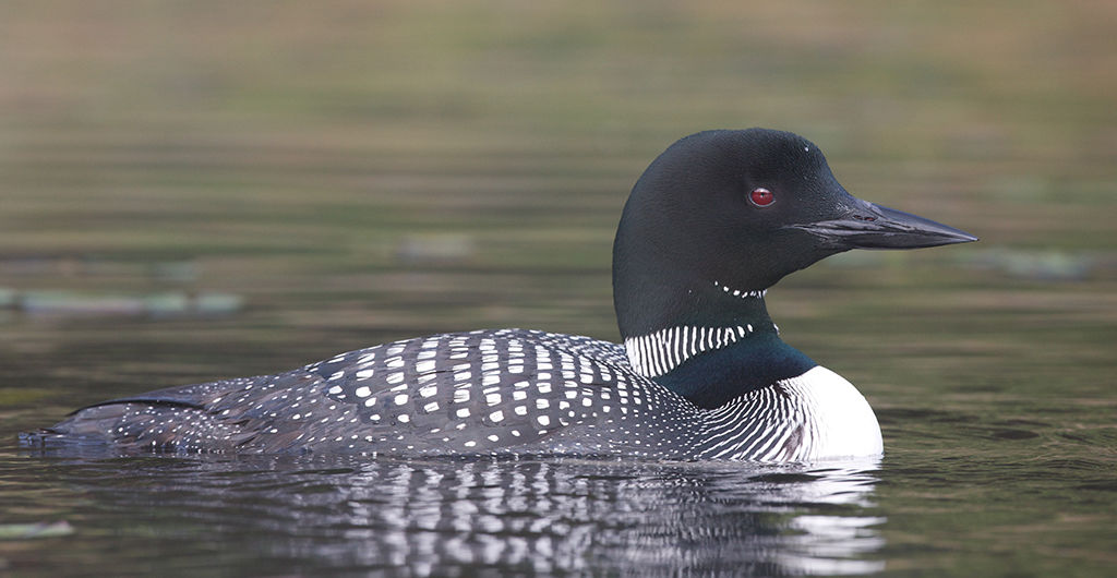 Common loon on a lake