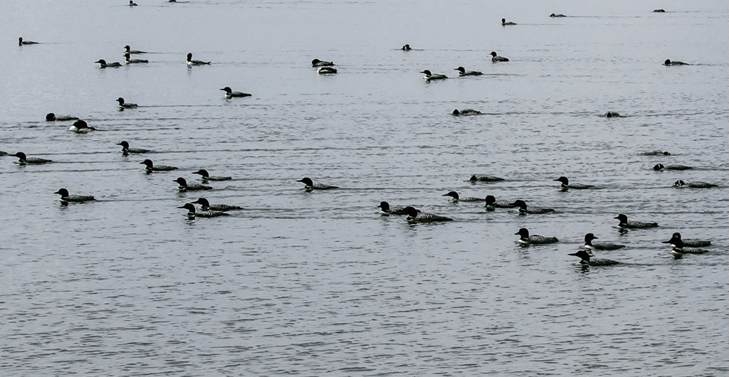 Dozens of migrating loons