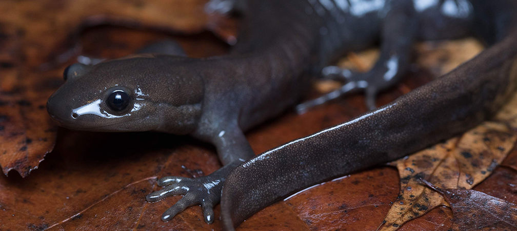Jefferson Salamander, Endangered