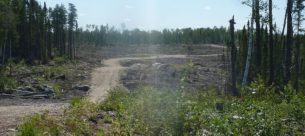logging clearcut 