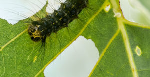 spongy moth caterpillar, Lymantria dispar dispar moth caterpillars