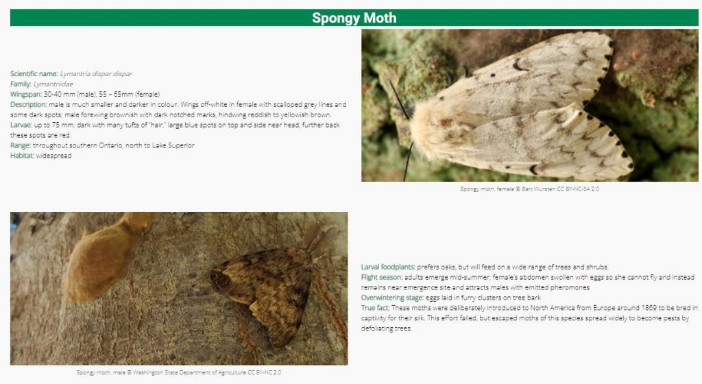 onnaturemagazine.com’s Butterfly and Moth Guide Spongy moth section