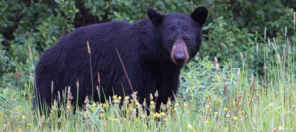 Black bear in a meadow