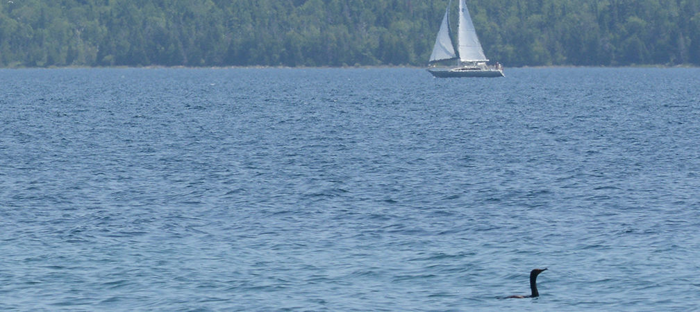 Double-crested cormorant and sailboat on the water