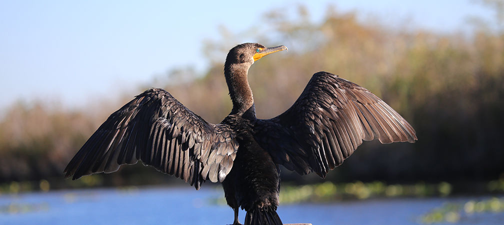 Double-crested cormorant at rest along wetland shores