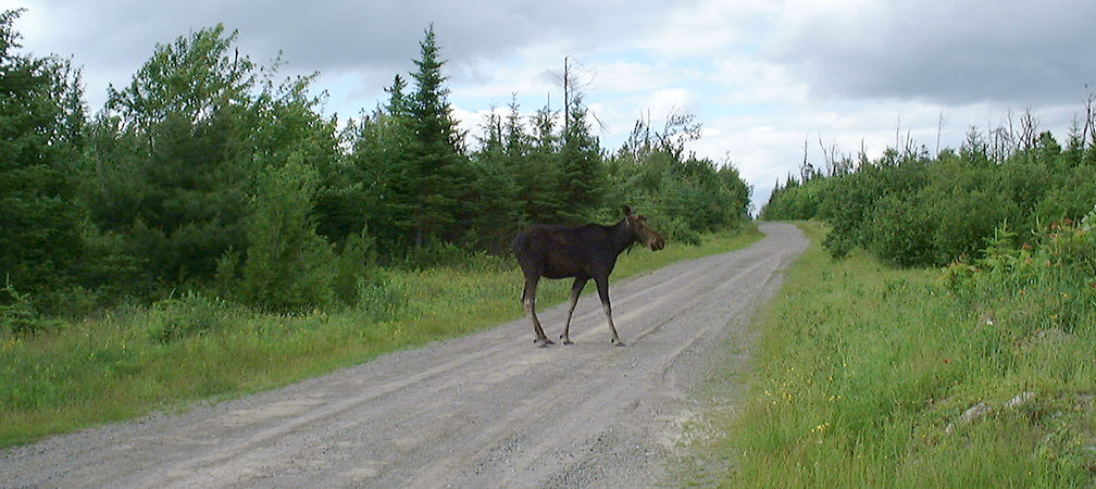 Moose and logging road