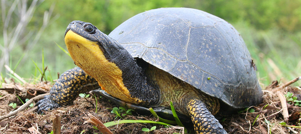 Blanding's turtle, species at risk