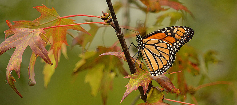Monarch butterfly on leaves 