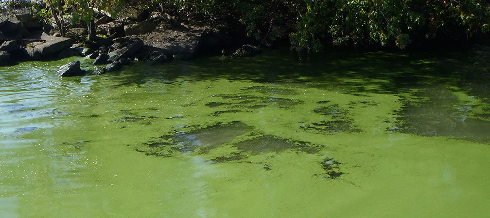 Blue-green algae, Leamington 