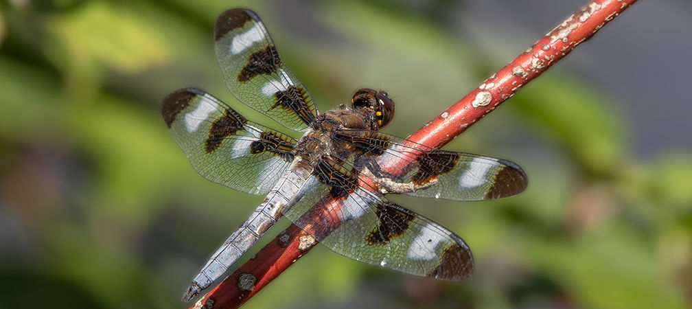 Twelve-spotted skimmer dragonfly
