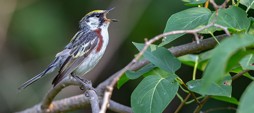 Chestnut-sided warbler singing