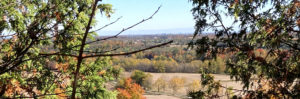 Panoramic view above Halton Region forest, Wilfrid G Crozier Nature Reserve