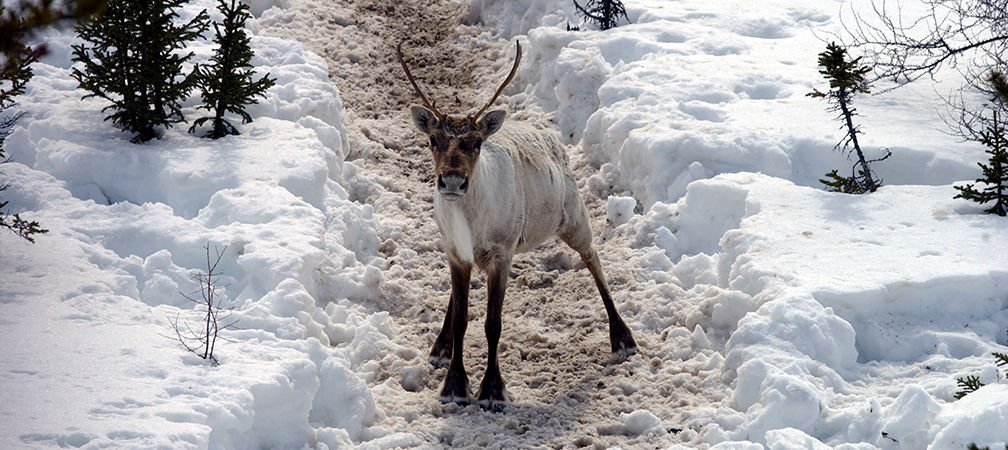 A young caribou in the snow