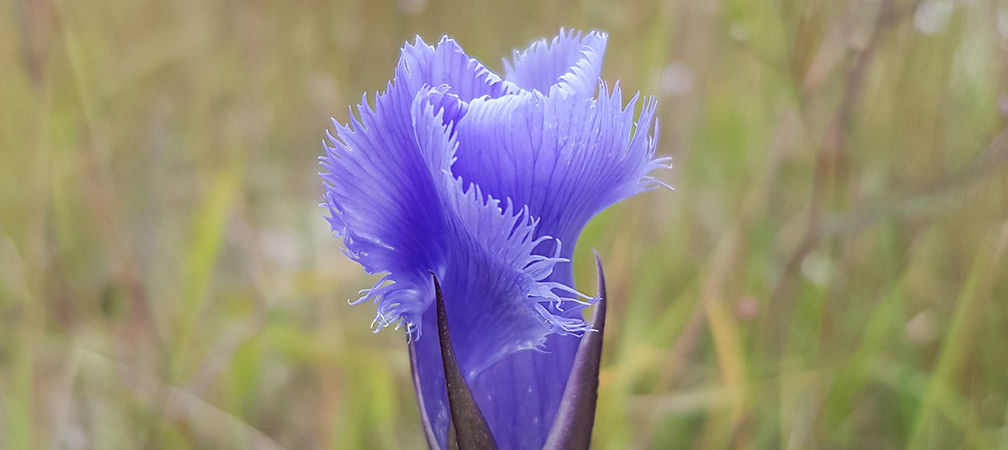 Petrel Point Nature Reserve, fringed gentian 