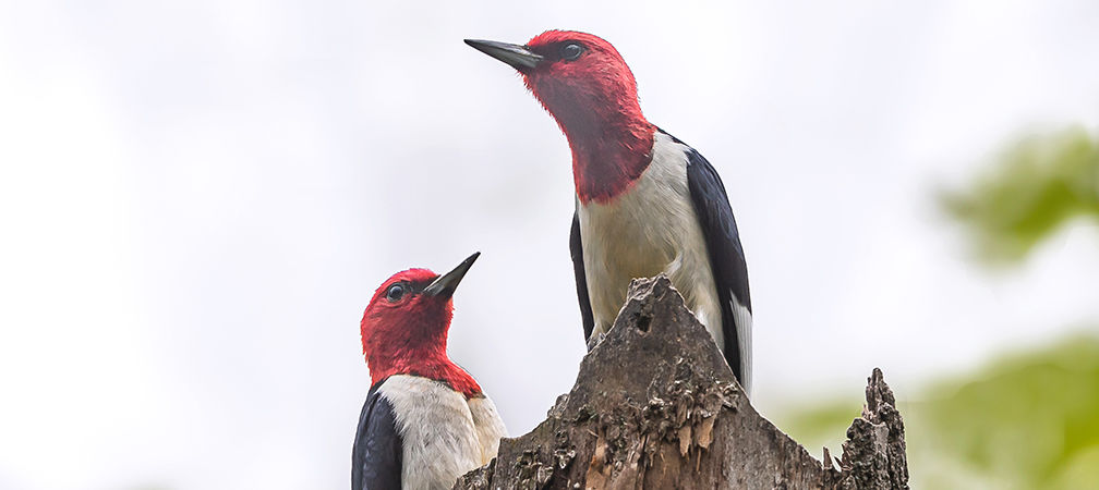 Red-headed woodpeckers 