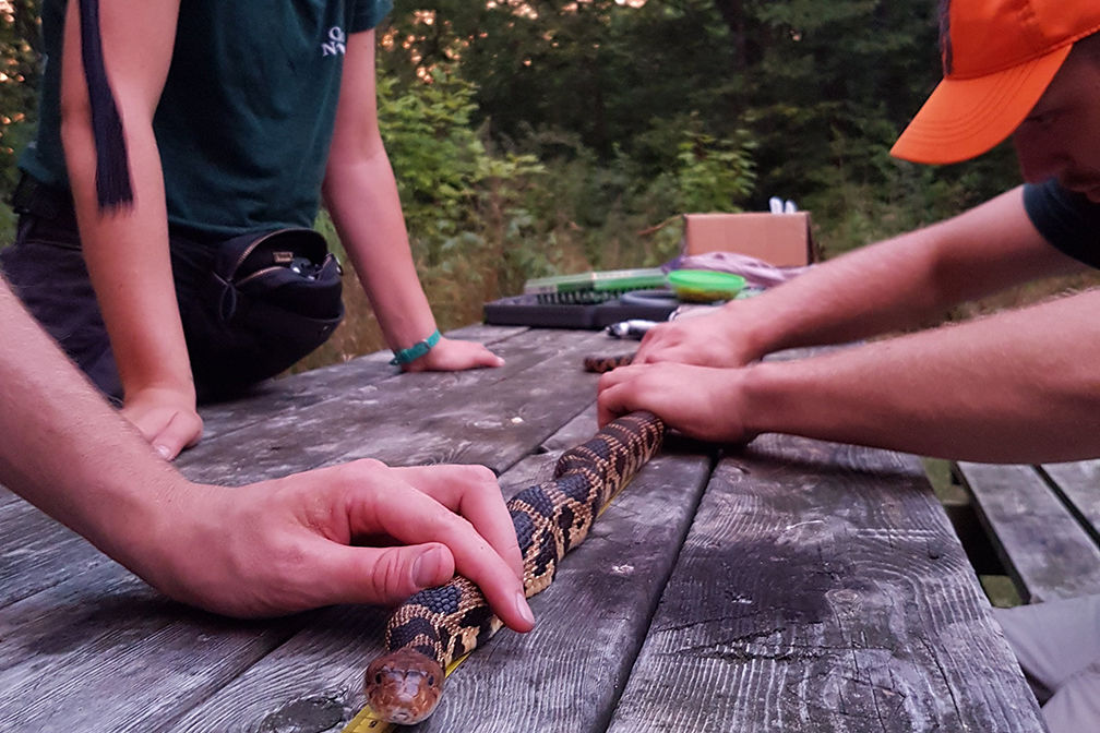 Nature Reserves Coordinator Gabby Zagorski assists MSc. Candidate, Ryan Wolfe measure an adult eastern foxsnake. This foxsnake is part of an ongoing mark-recapture study by the University of Toronto in partnership with Ontario Nature.