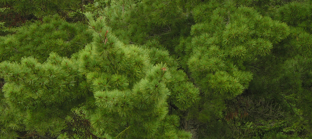 White pine