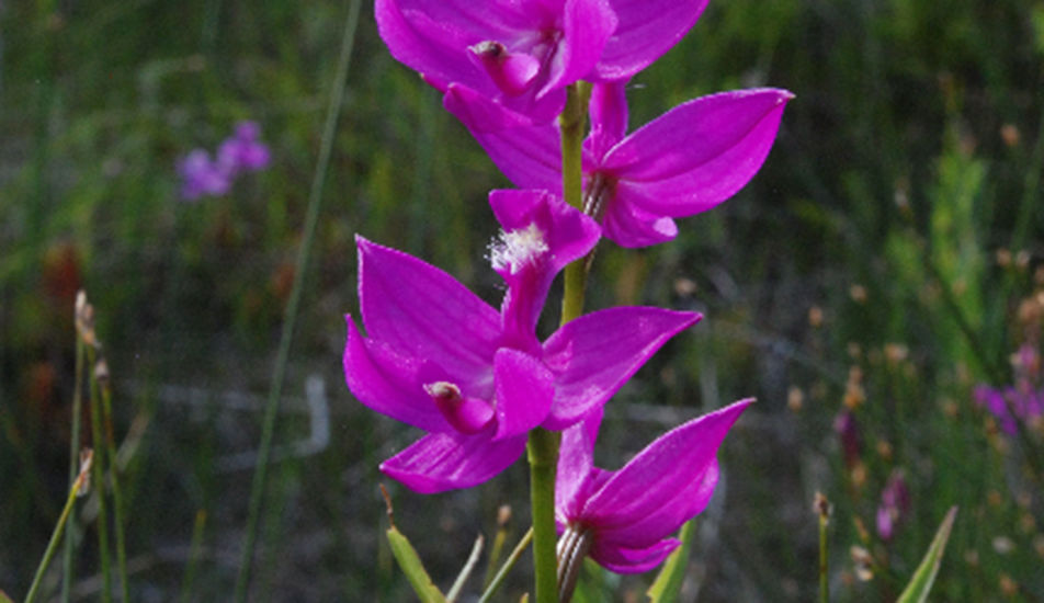 Calpogon orchid 