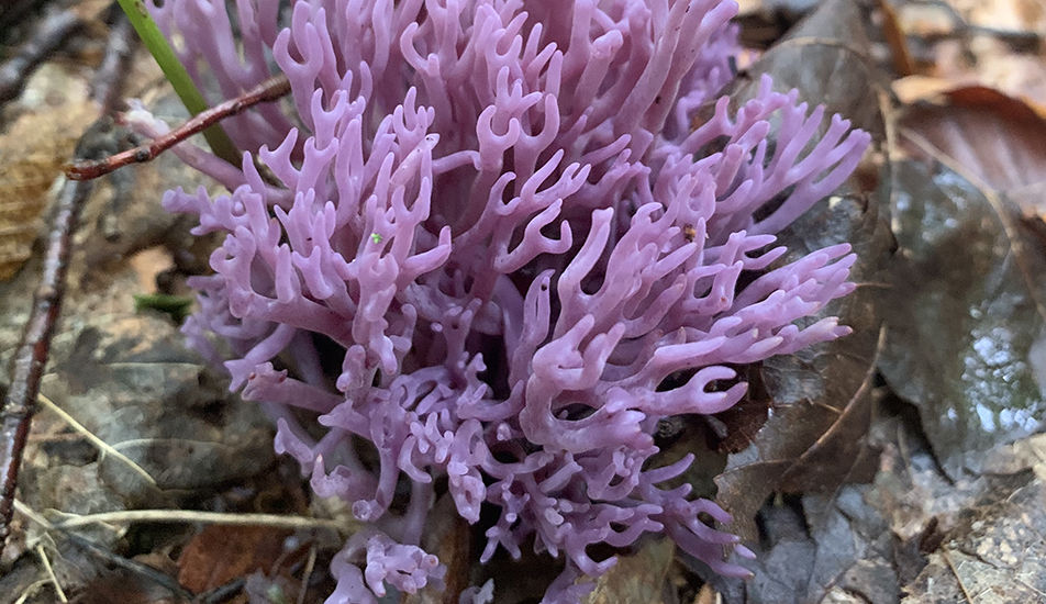 Violet coral fungus, Malcolm Bluff Shores Nature Reserve