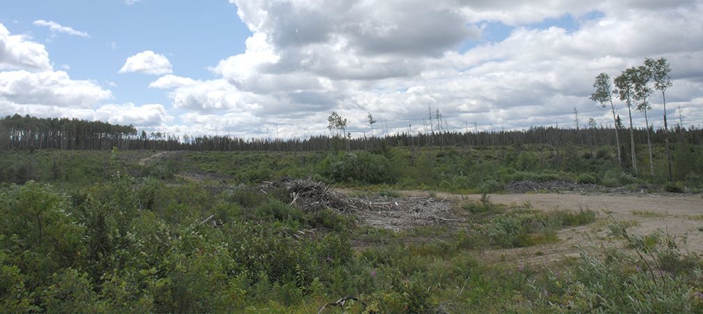 Clear cut near Ogoki Forest in Ontario