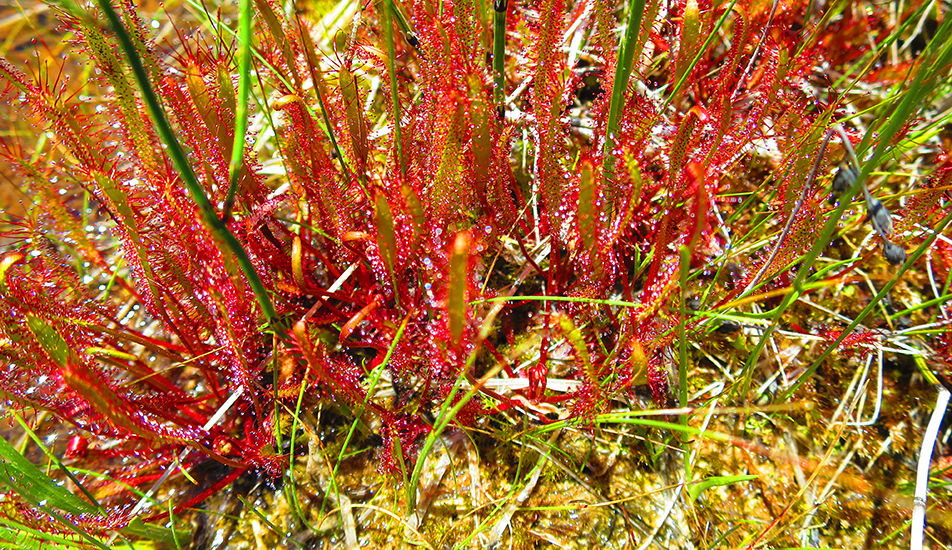 Spatulate-leaved sundew, Petrel Point Nature Reserve