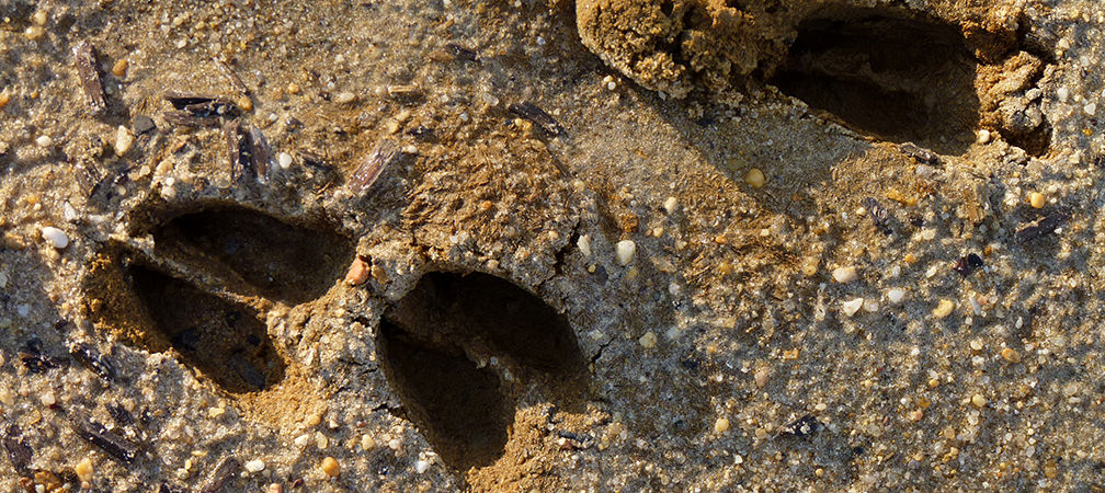 White-tailed deer tracks in sandy soil