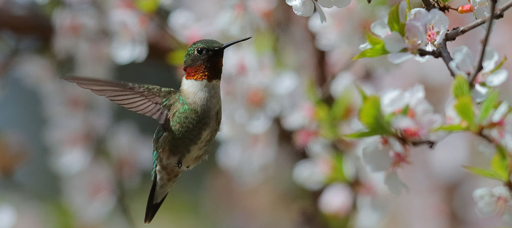 Ruby-throated hummingbird and cherry blossoms