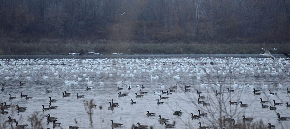 Snow geese and other geese visiting Quarry Lake