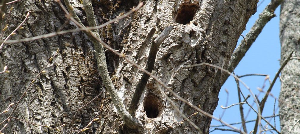 A dead ash tree with holes made by woodpeckers provides nesting sites