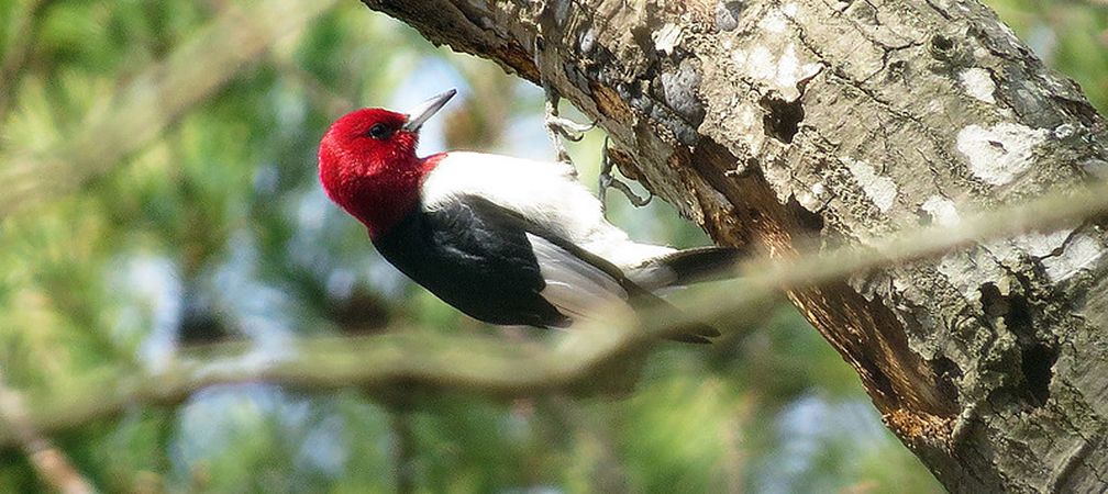 Red-headed woodpecker, endangered