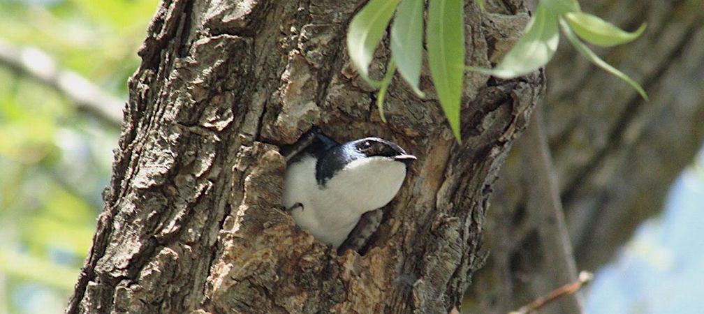 A tree swallow nesting in a willow