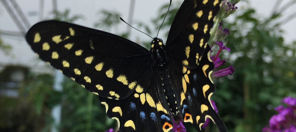 Black swallowtail butterfly