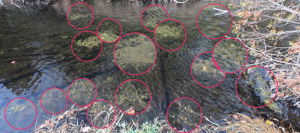 West Credit River brook trout redds (nests)