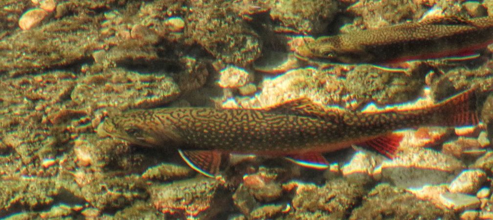 West Credit River brook trout, clear cold stream