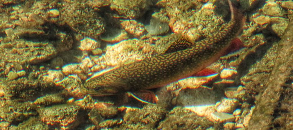 brook trout, Credit River, clear cold stream