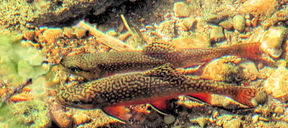 Seven Things You Should Know About West Credit River Brook Trout - Ontario  Nature