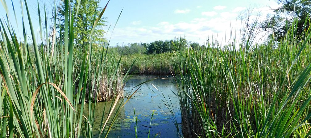 Holland Marsh, wetland, marsh, watershed, habitat, natural system, Crown Land, Unceded