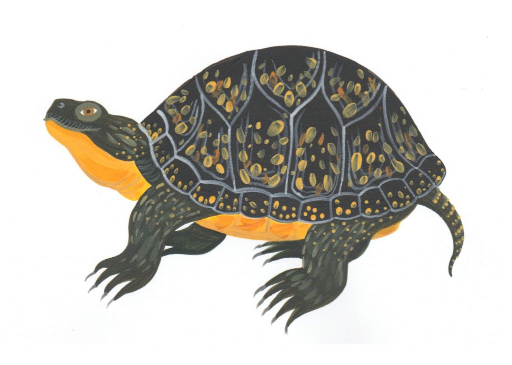 Blanding's turtle illustration