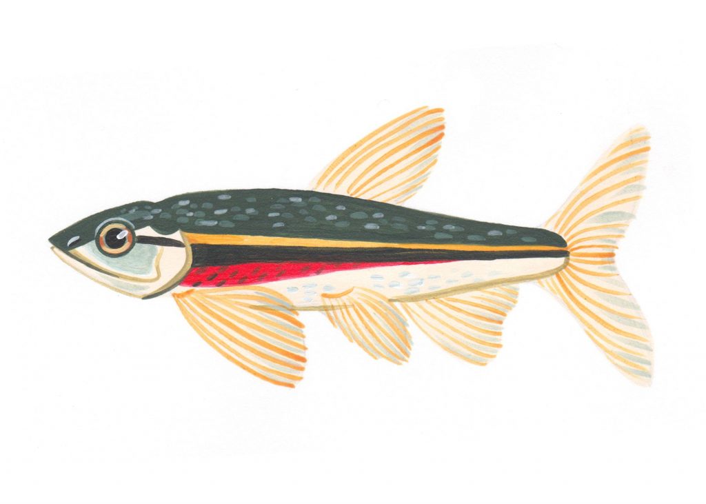 Red-sided dace Illustration