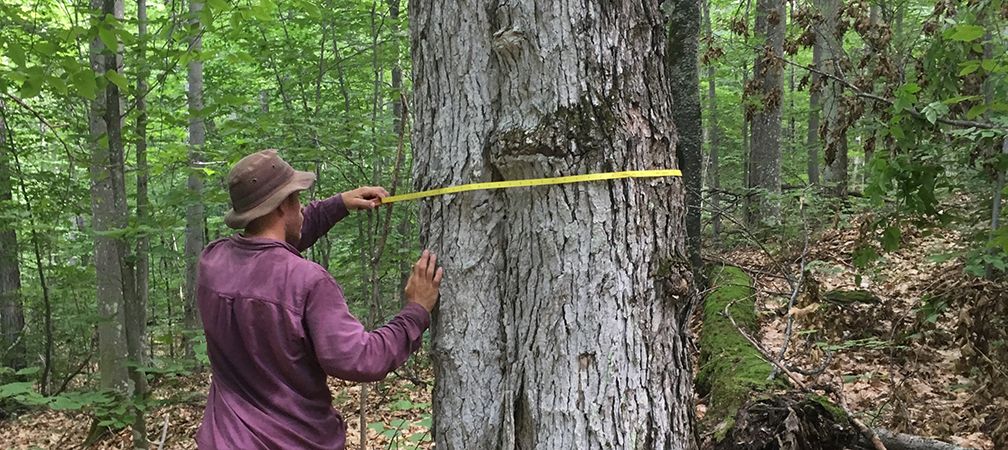 Measuring an old growth tree