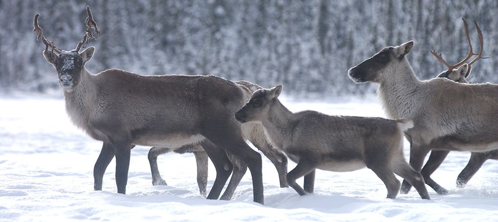 Boreal caribou, calf, family, at risk