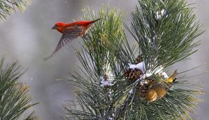 Red crossbills feeding on pine cones greeting card