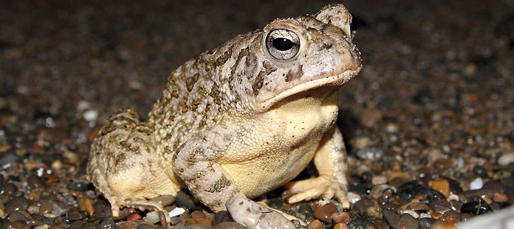 Fowler's toad, Endangered species