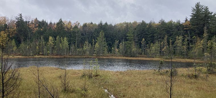 Bruce Pond is a typical “eyed” bog, characterized by an open sphagnum mat with pitcher plants, sundews and orchids 