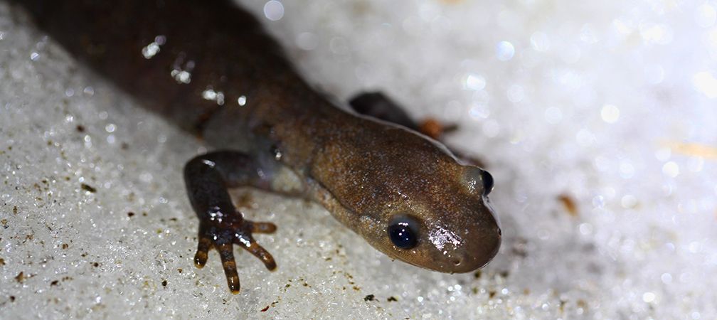 Jefferson salamander, Endangered species